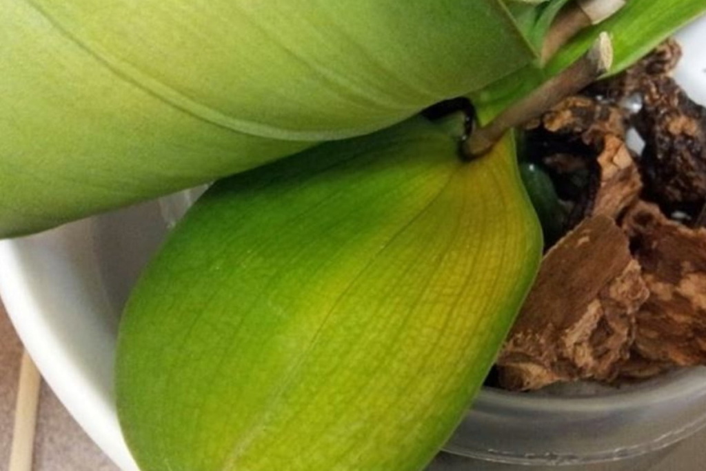 Orchidee