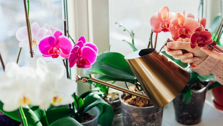 So verwenden Sie Dünger