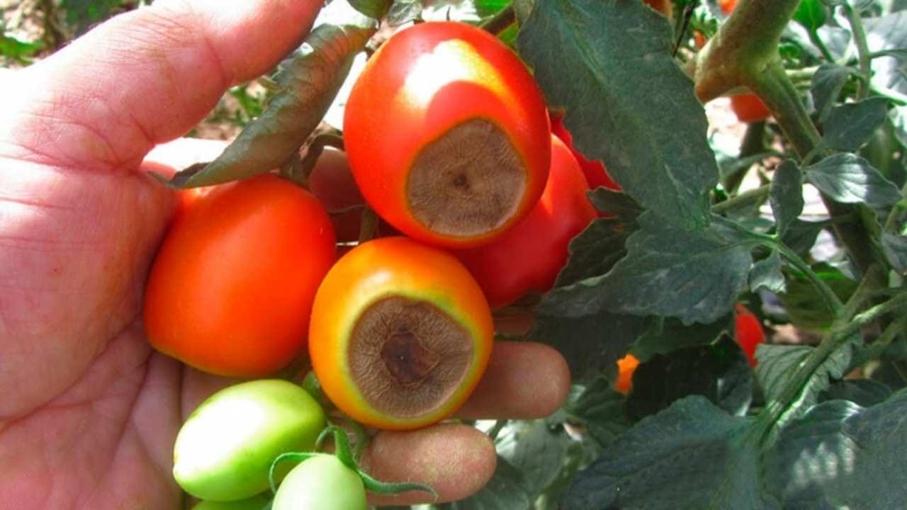 Warum Tomaten an der Spitze schwarz werden Warum Tomaten an der Spitze schwarz werden