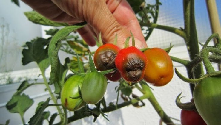 Schwarze Tomaten an der Spitze Schwarze Tomaten an der Spitze