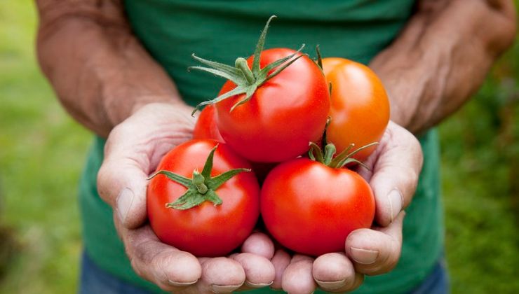 Tomaten ernten Tomaten ernten