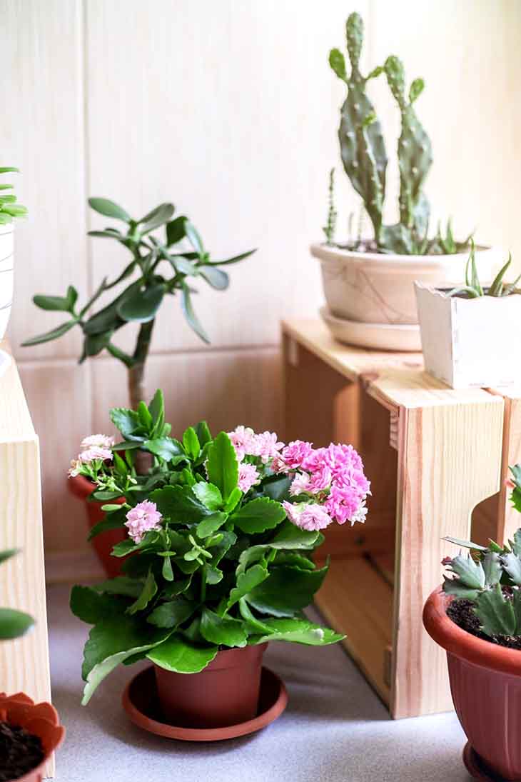 Kaktus Weihnachtslicht