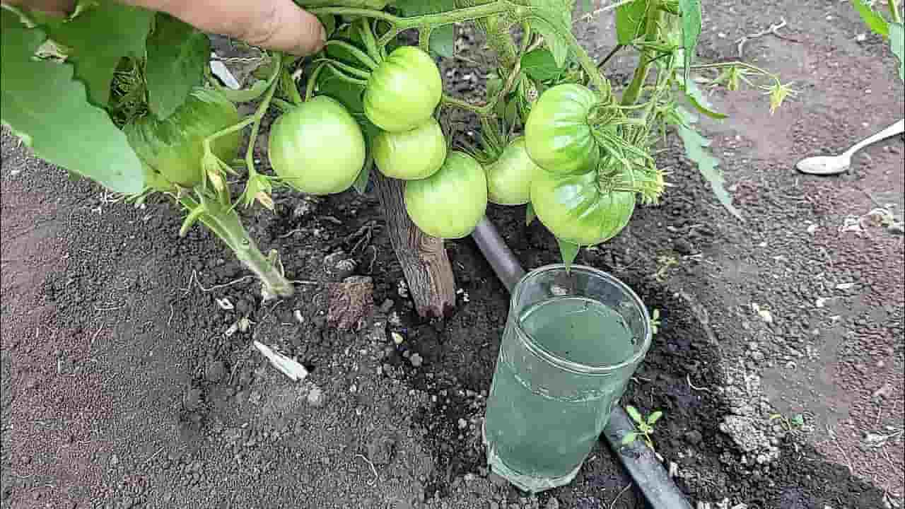 Große, saftige Tomaten