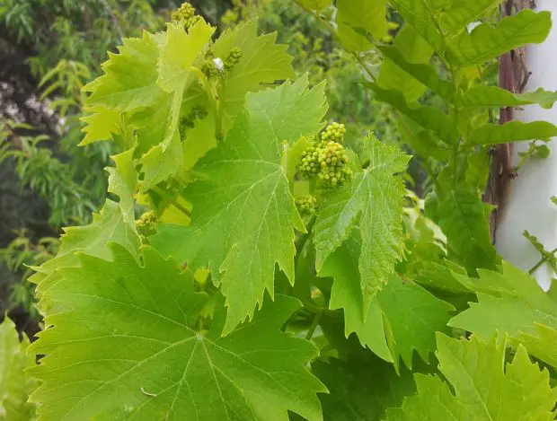 Wie kann man seine eigenen Weinreben anbauen und schöne Weintrauben