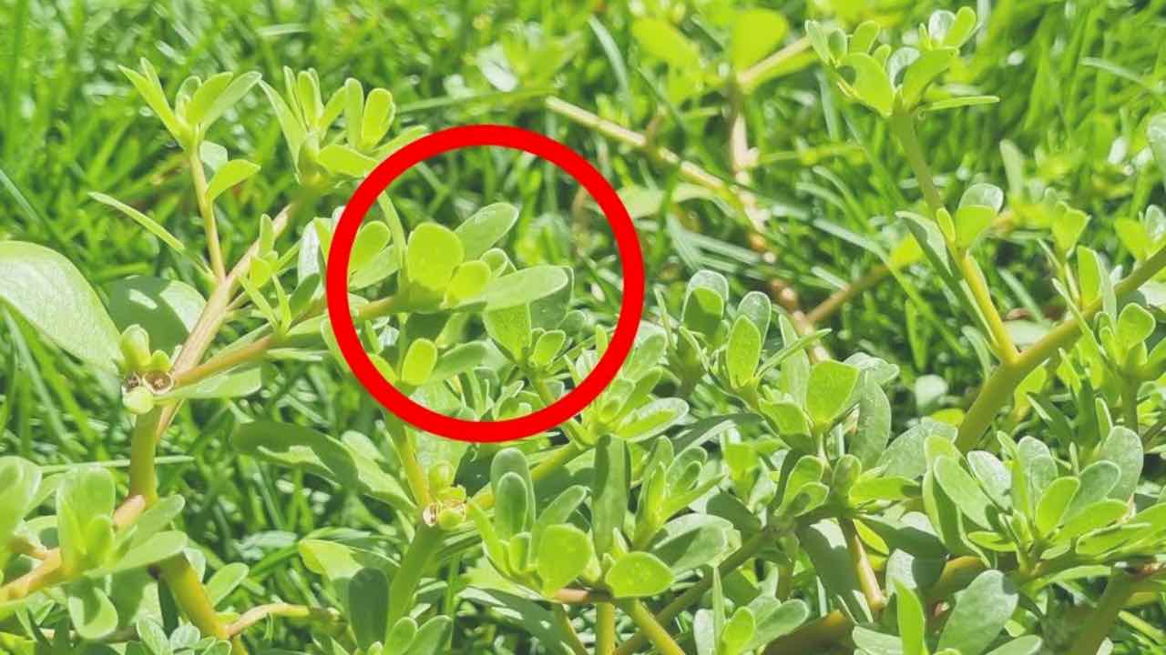 Pflücke sie nicht aus dem Garten