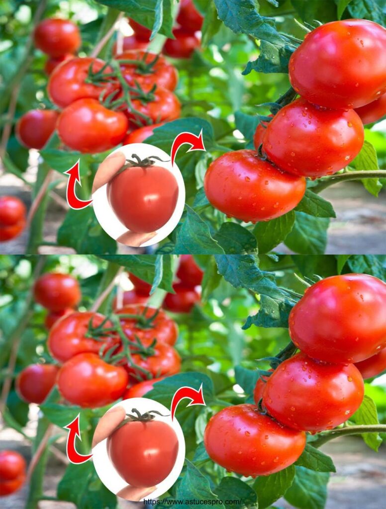 Unglaublich wie Tomaten so groß und groß wachsen GenussTrick